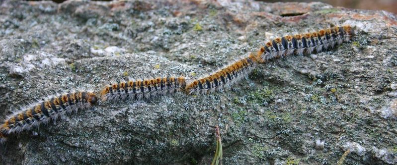 La chenille processionnaire du pin, parlons-en ! - Farago France